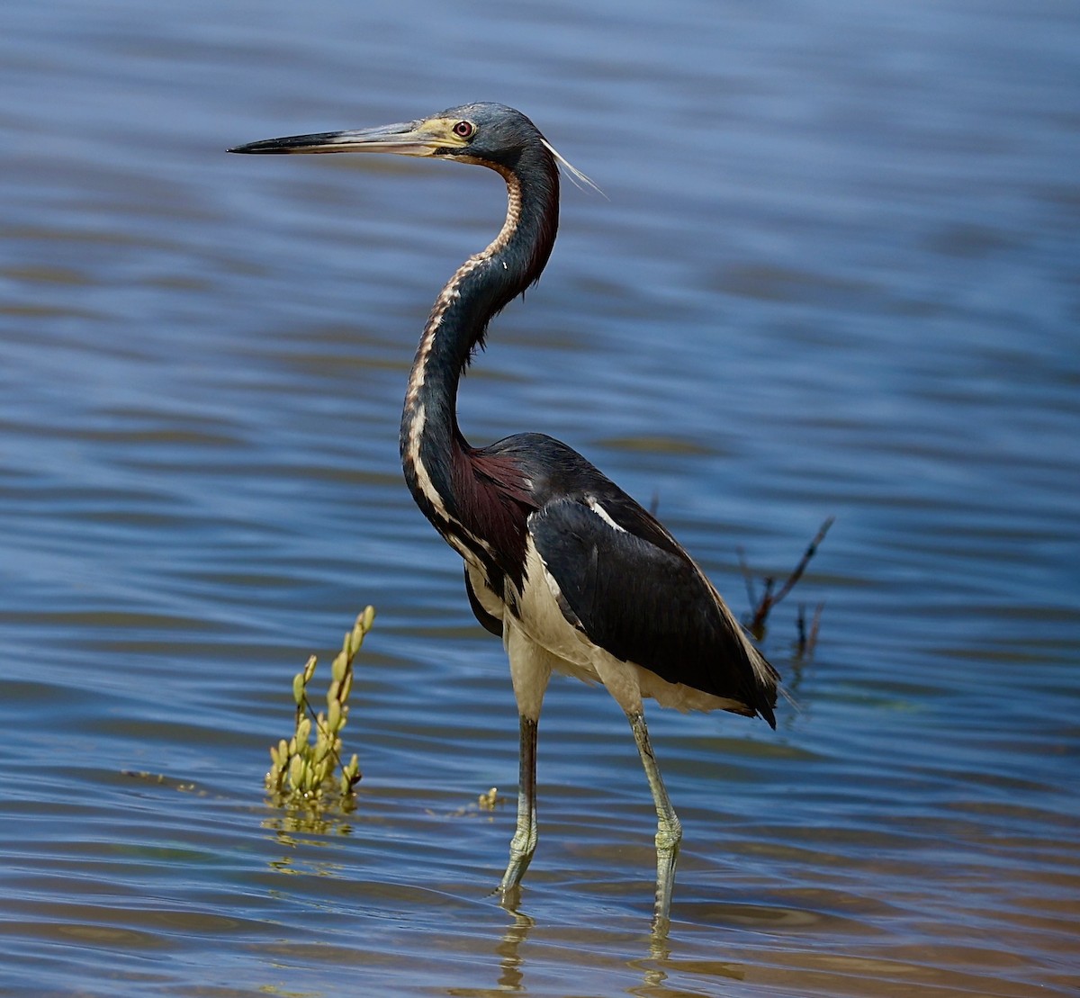 Tricolored Heron - ML620677712