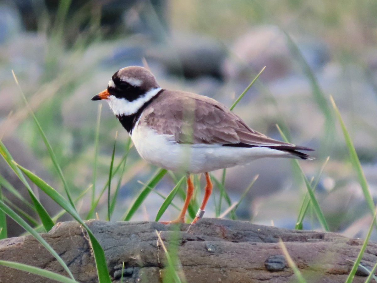 Common Ringed Plover - ML620677713