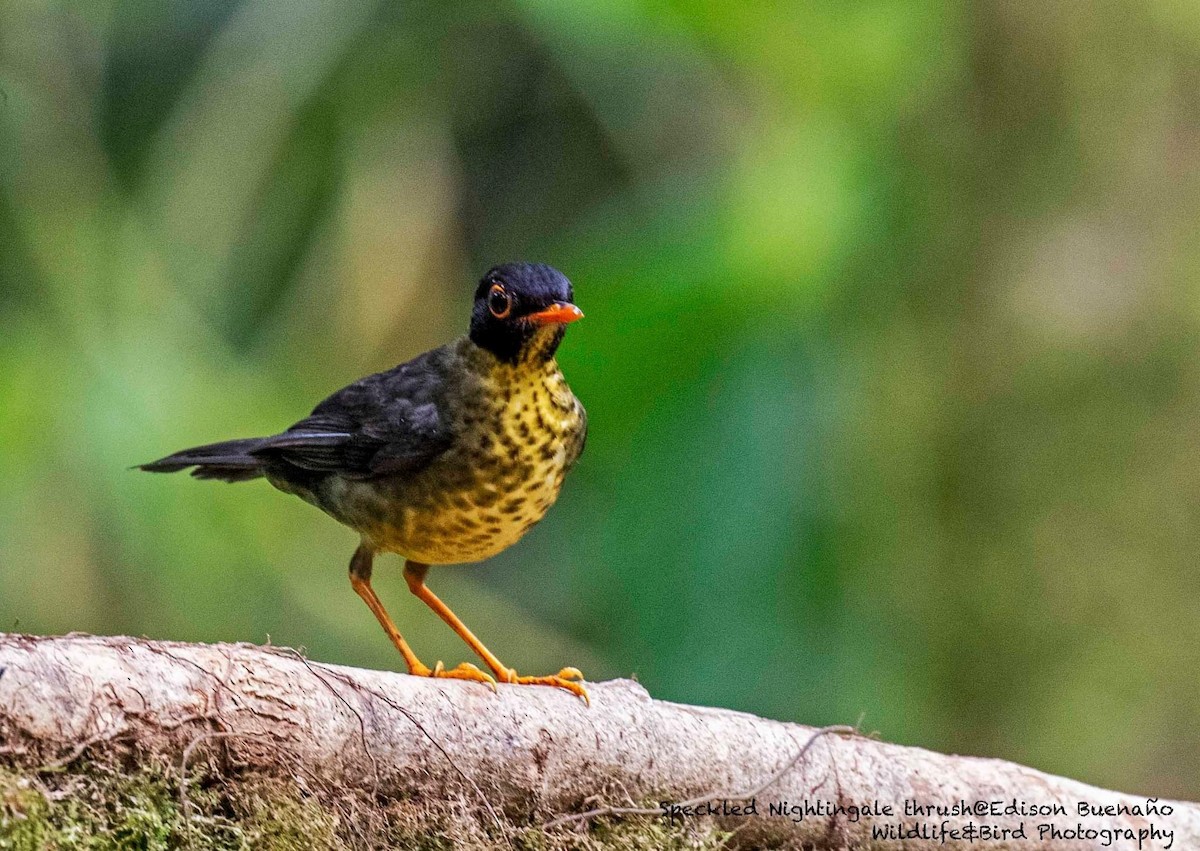 Speckled Nightingale-Thrush - ML620677715