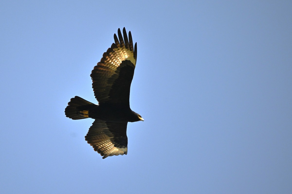 Águila Cafre - ML620677717