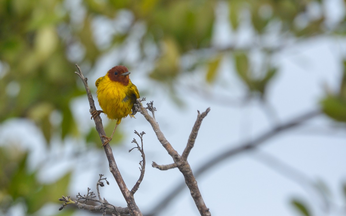 Paruline jaune (groupe erithachorides) - ML620677722