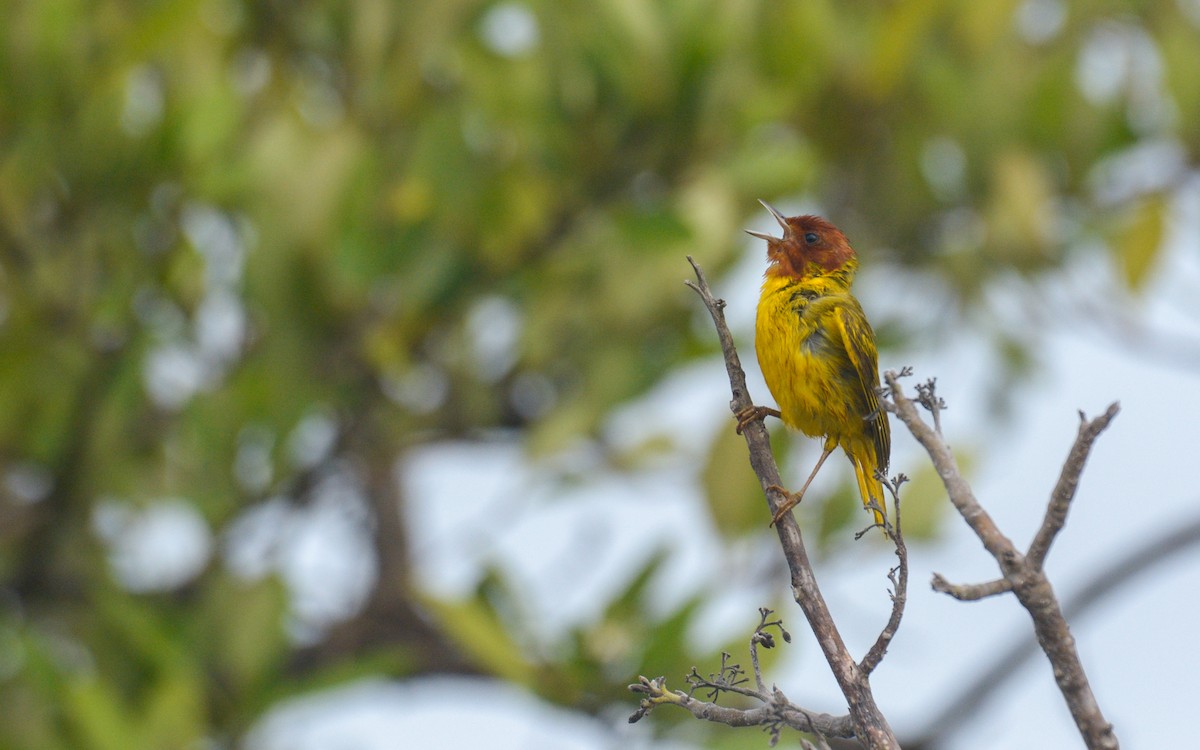 Yellow Warbler (Mangrove) - Luis Trinchan