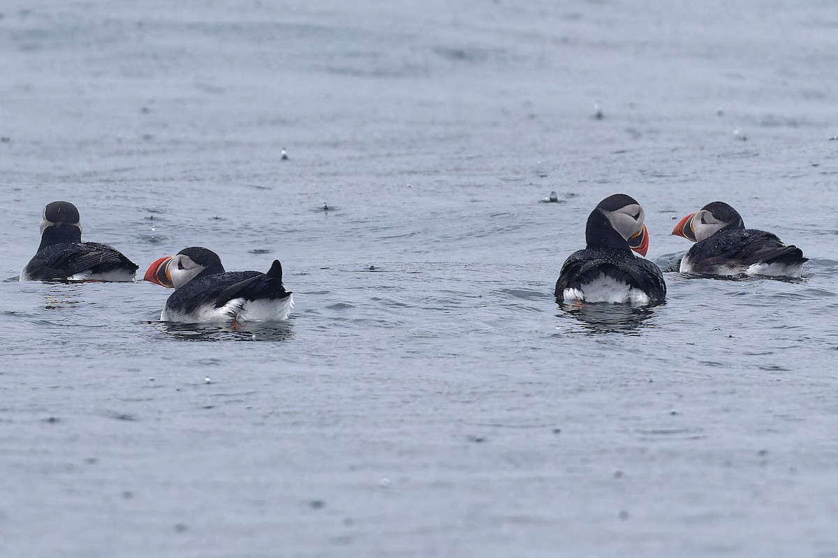 Atlantic Puffin - ML620677730