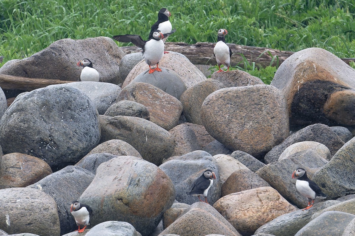 Atlantic Puffin - ML620677734