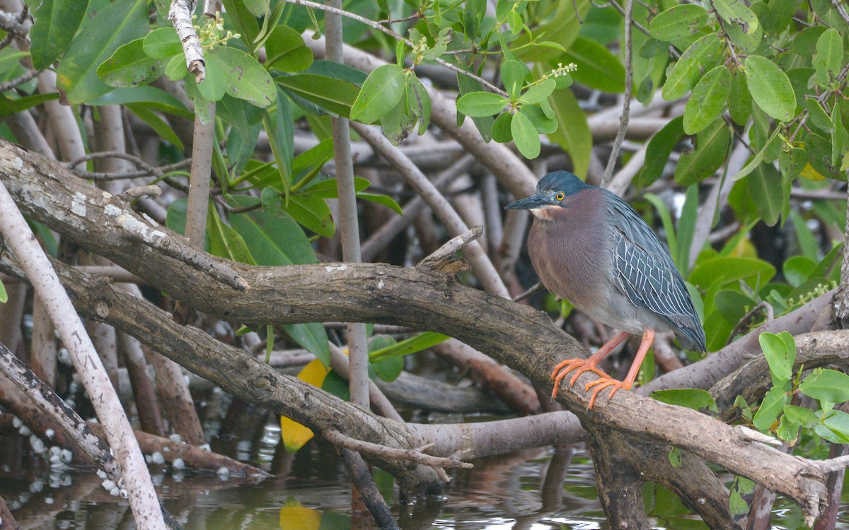 Green Heron - ML620677735