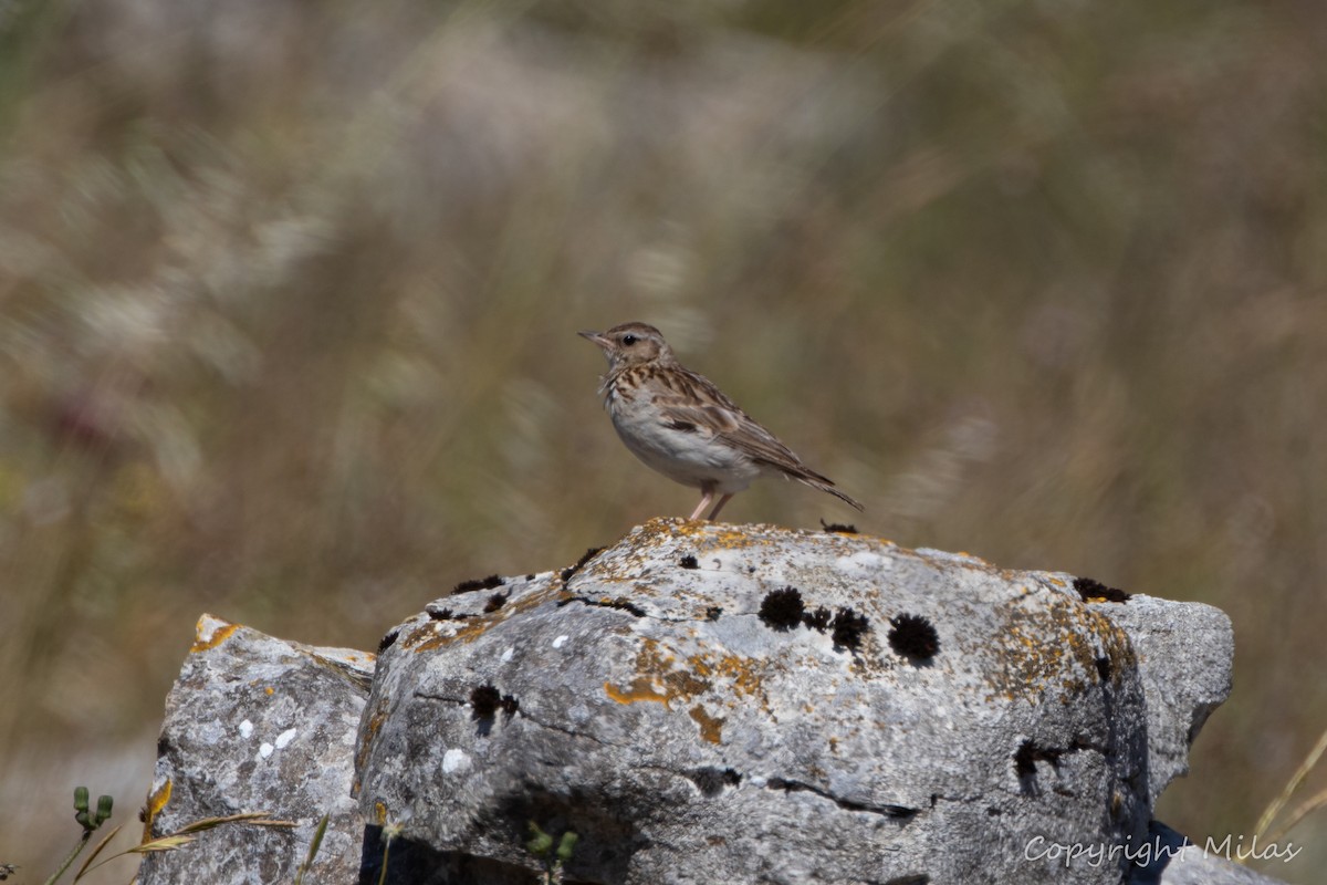 Wood Lark - Milas Santos