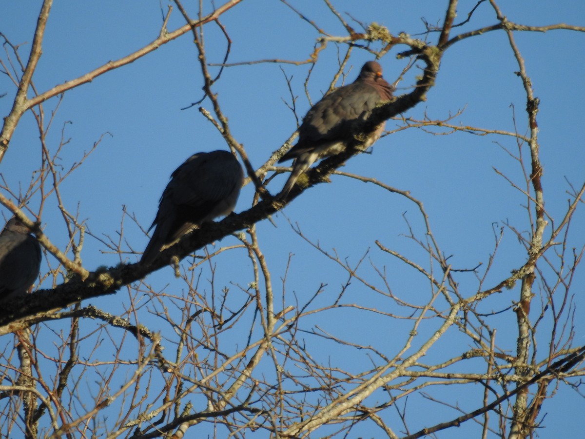 Band-tailed Pigeon - ML620677747