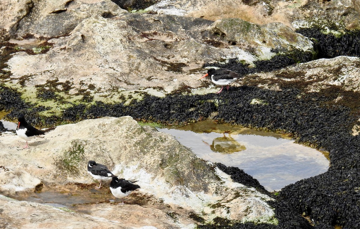 Eurasian Oystercatcher - ML620677748