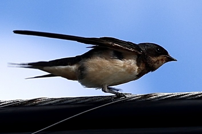 Barn Swallow - ML620677756