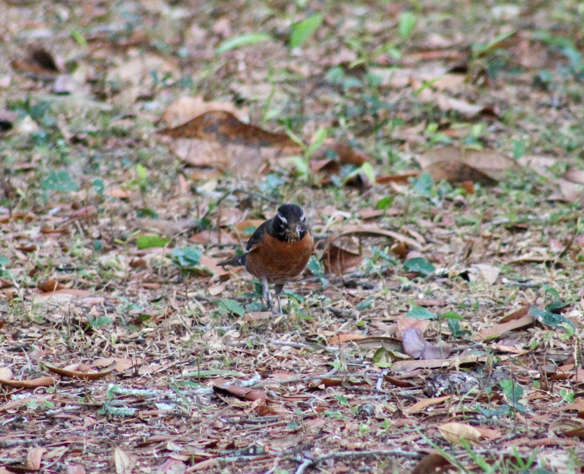 American Robin - ML620677758