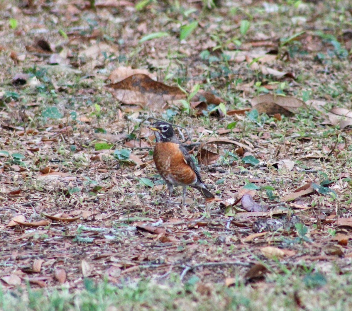 American Robin - ML620677759