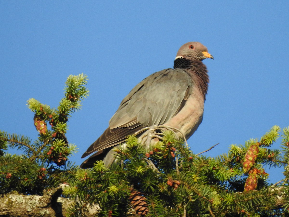 Band-tailed Pigeon - ML620677765