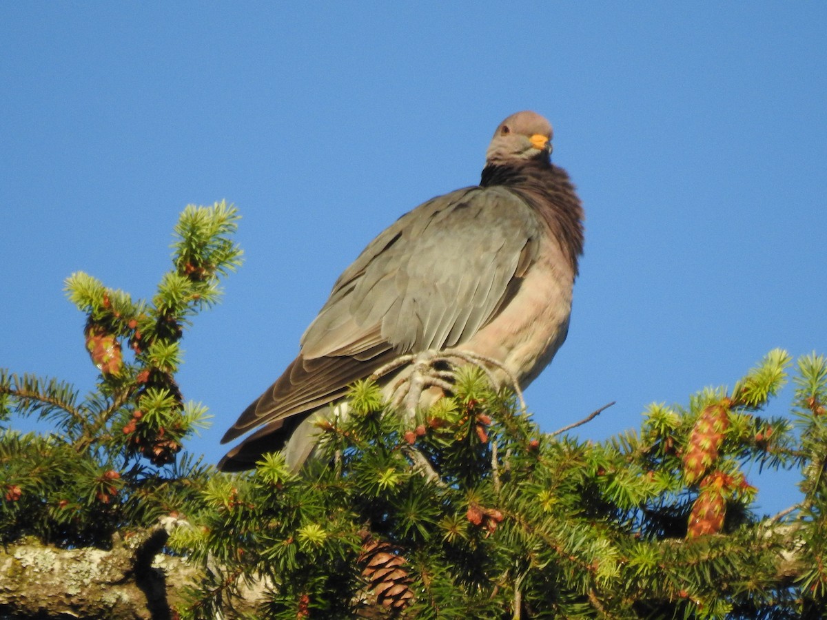 Band-tailed Pigeon - ML620677766