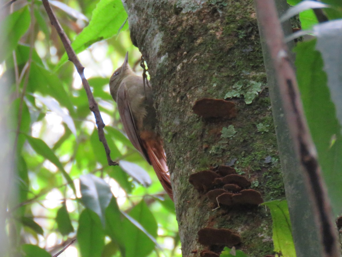 Olivaceous Woodcreeper - ML620677772