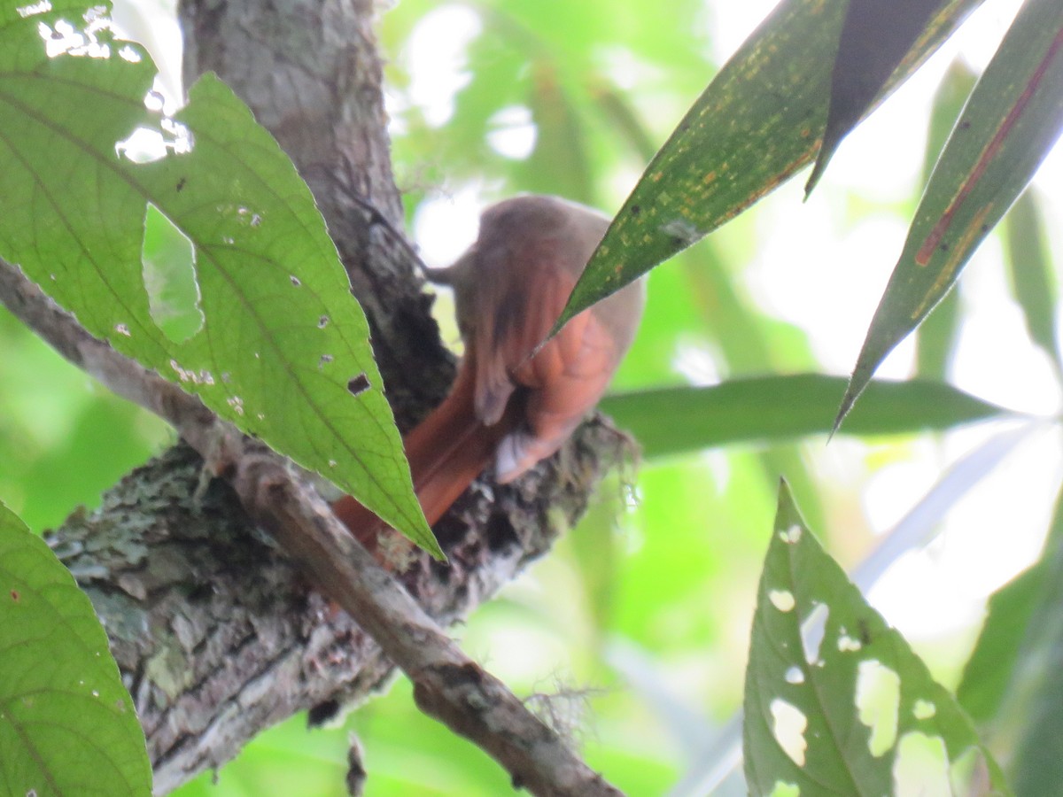 Olivaceous Woodcreeper - ML620677773