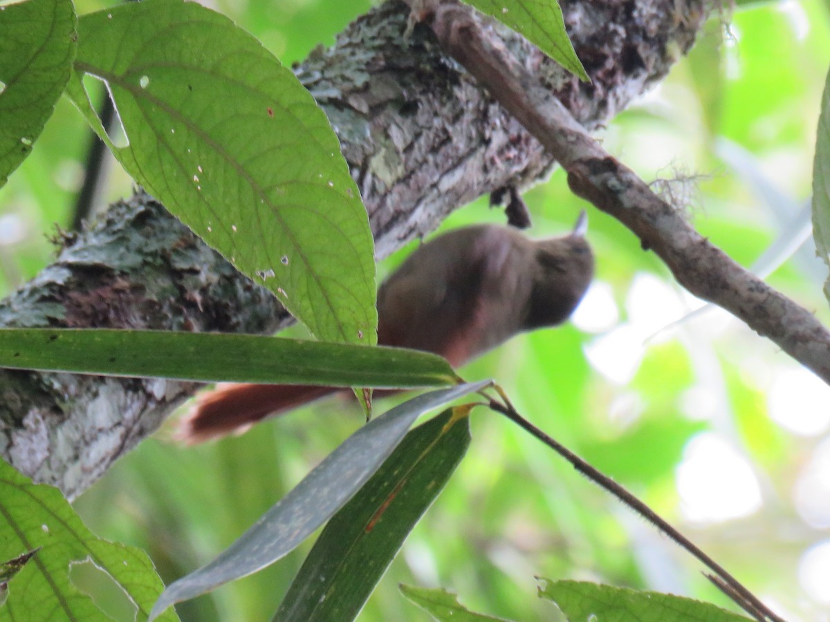 Olivaceous Woodcreeper - ML620677774