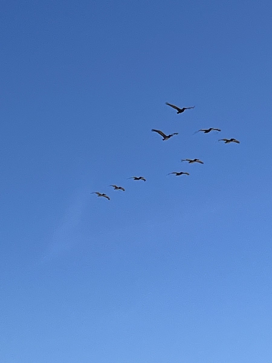 Brown Pelican - ML620677775