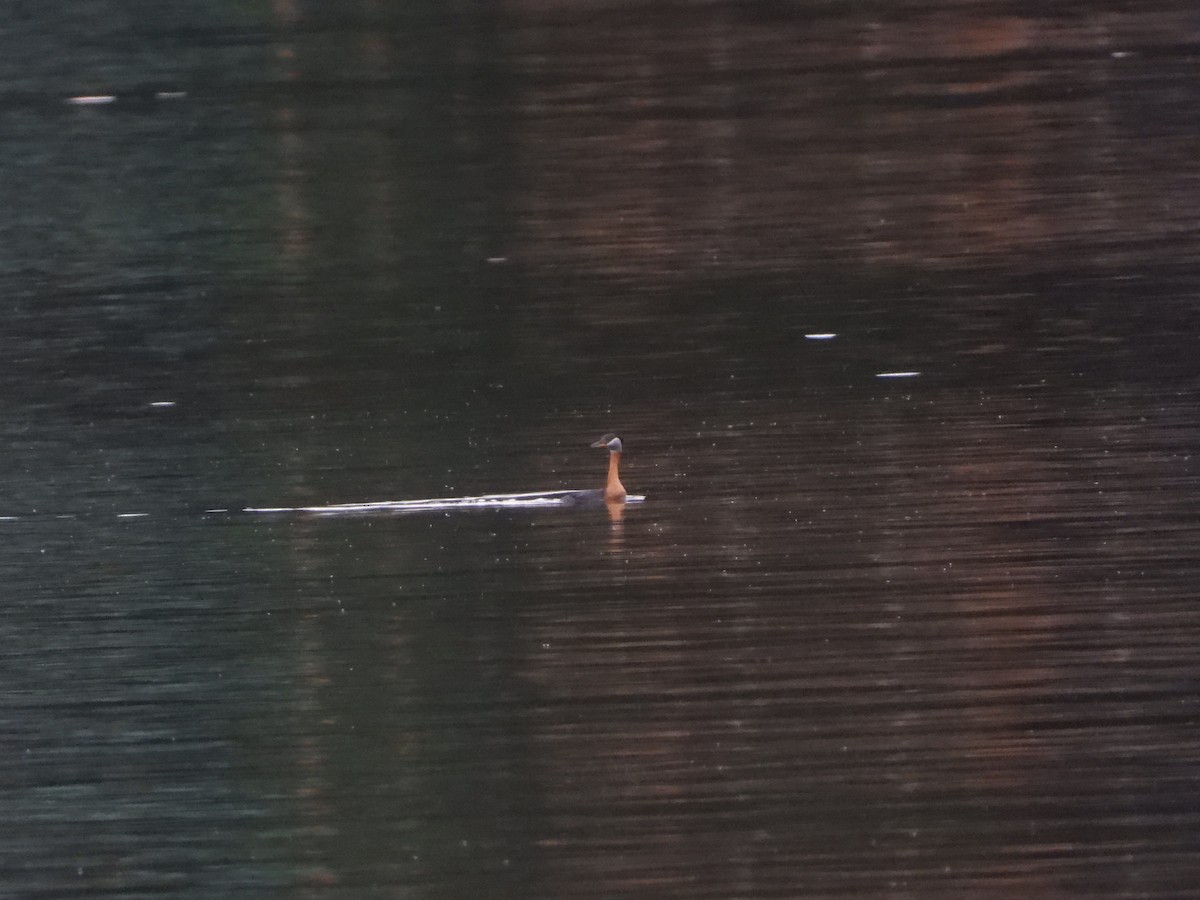 Red-necked Grebe - ML620677777