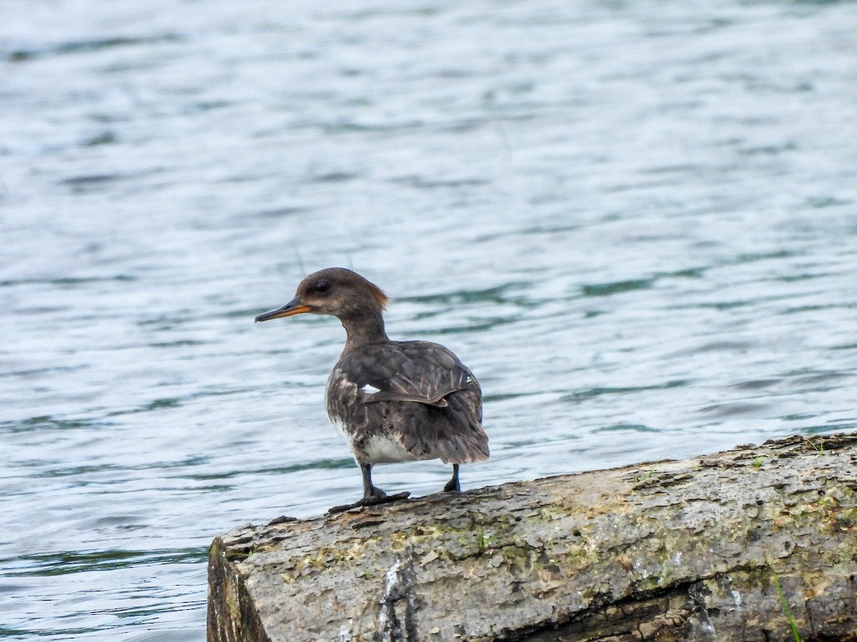 Hooded Merganser - ML620677778