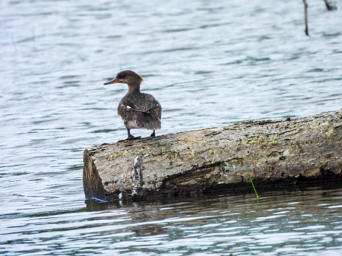 Hooded Merganser - ML620677779