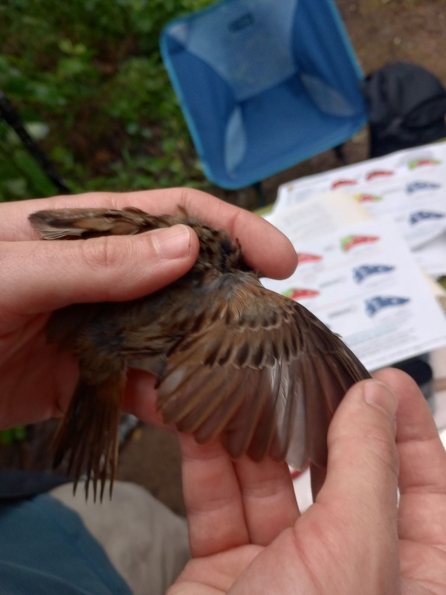 Song Sparrow - ML620677784