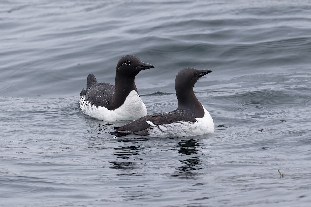 Common Murre - Jan  Kool