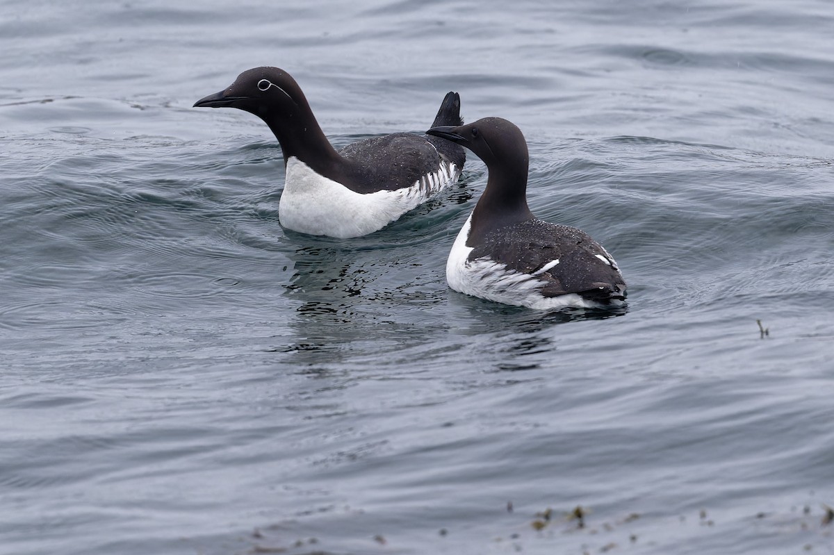 Common Murre - ML620677792