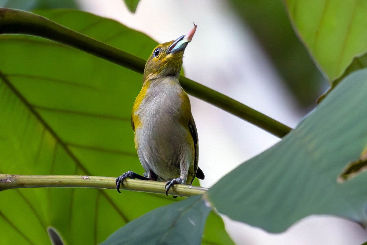 Rufous-bellied Euphonia - ML620677803