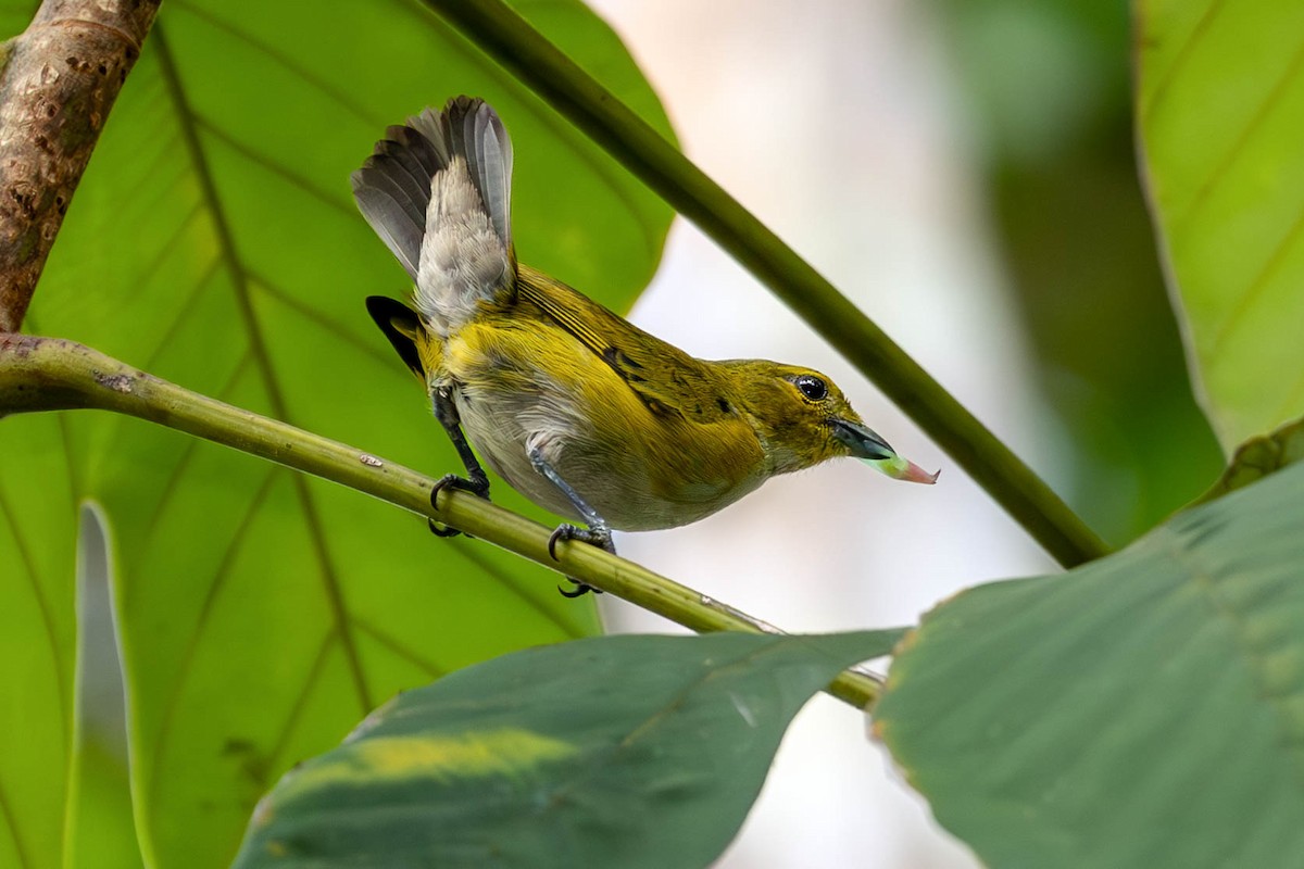 Rufous-bellied Euphonia - ML620677804