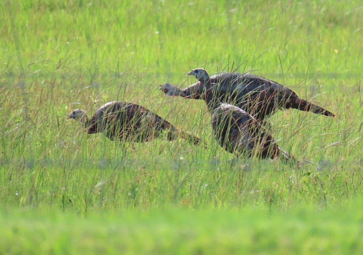 Wild Turkey - ML620677813