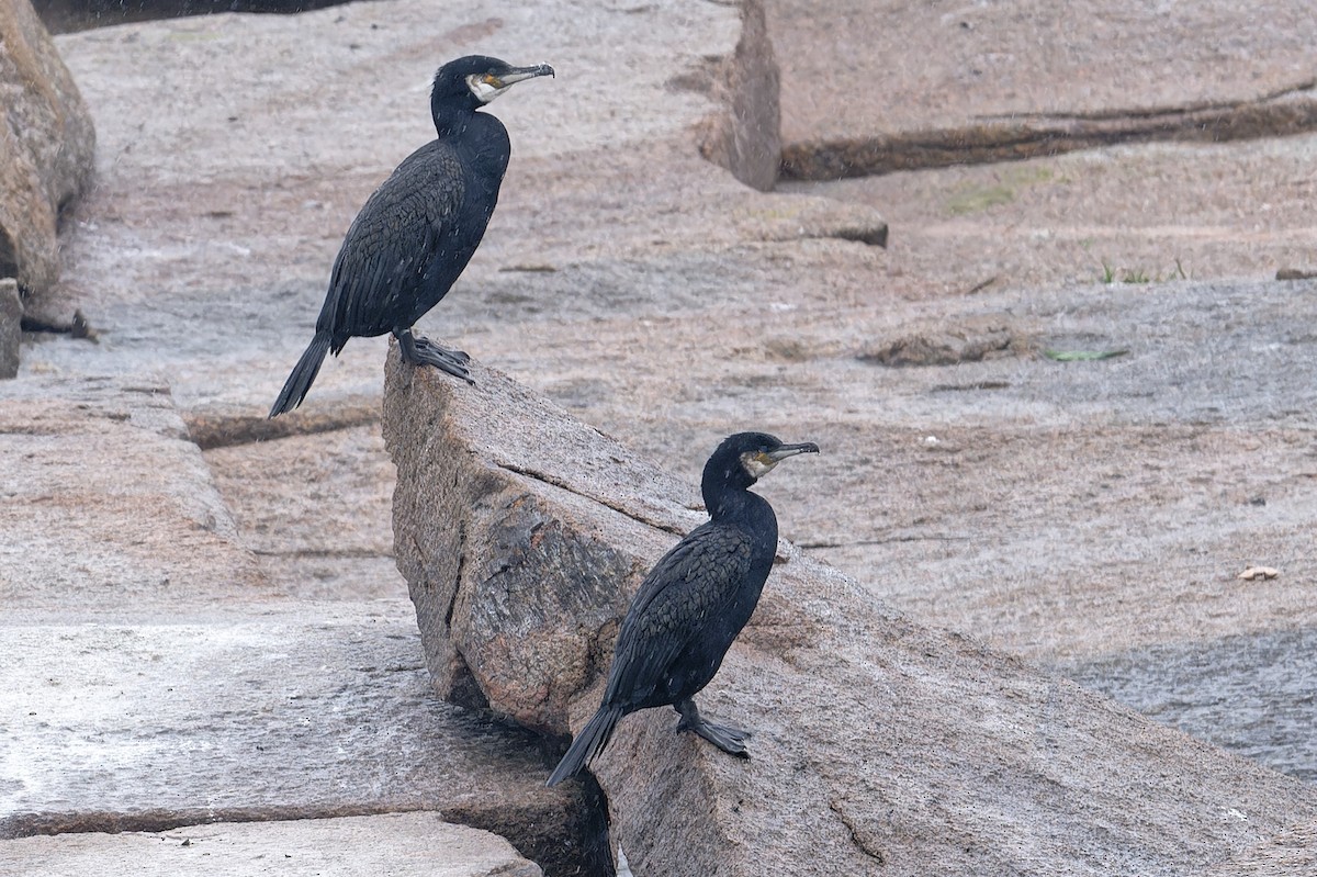 Great Cormorant - Jan  Kool