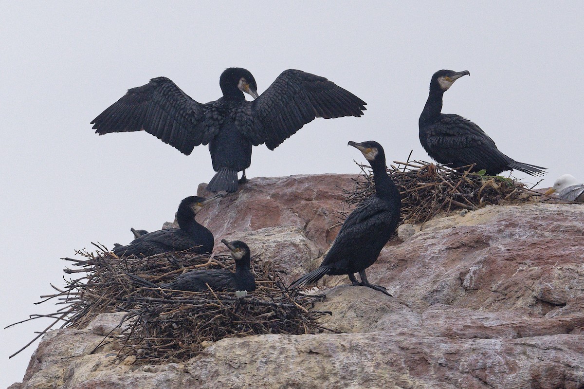 Great Cormorant - ML620677816