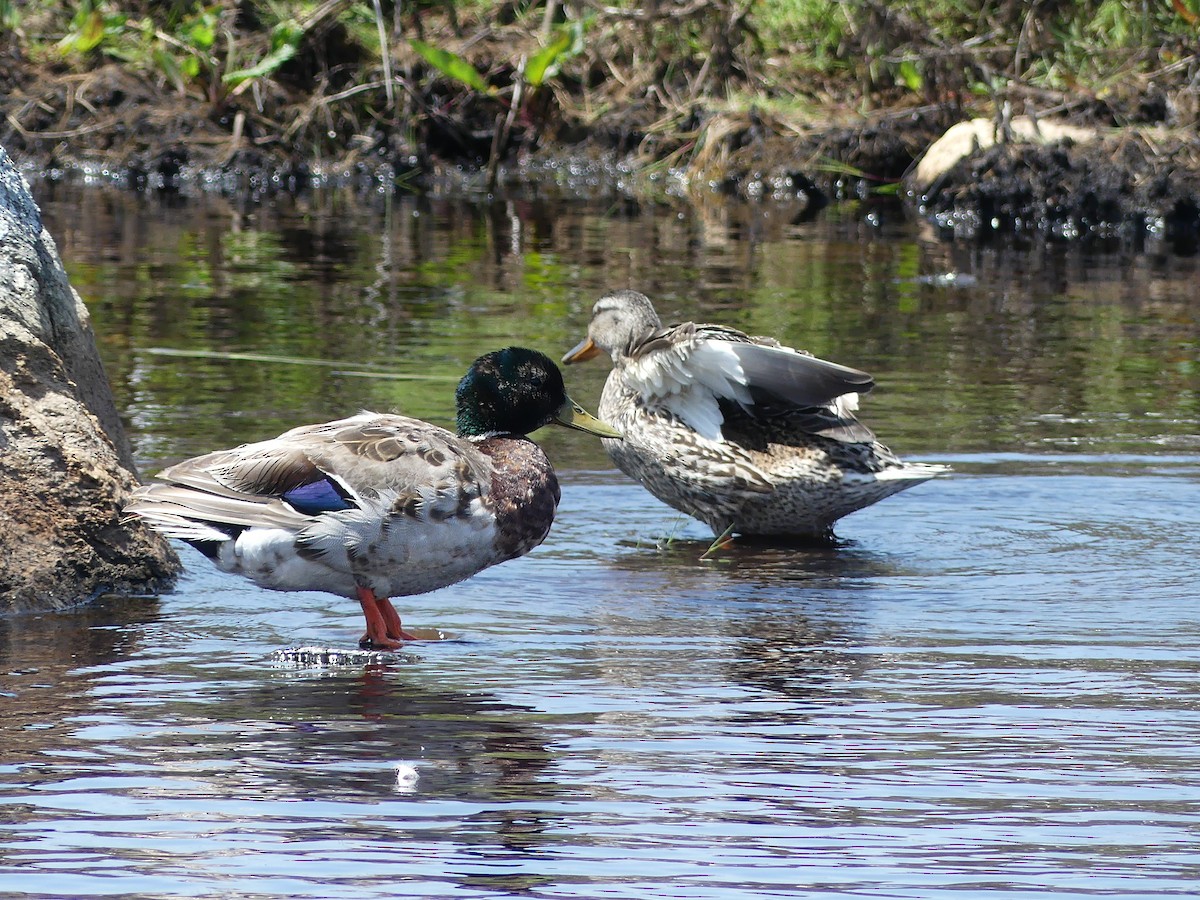 Canard colvert - ML620677820