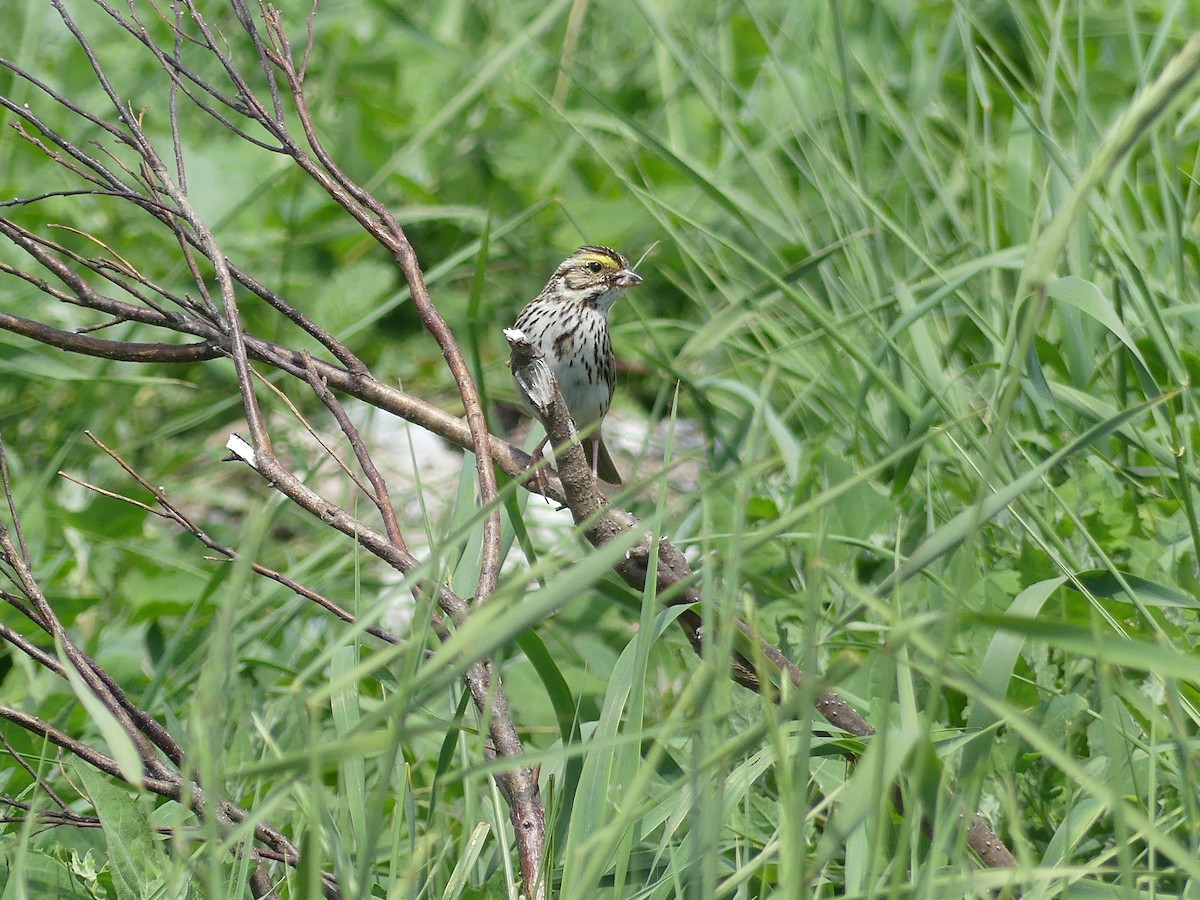 Savannah Sparrow - ML620677824