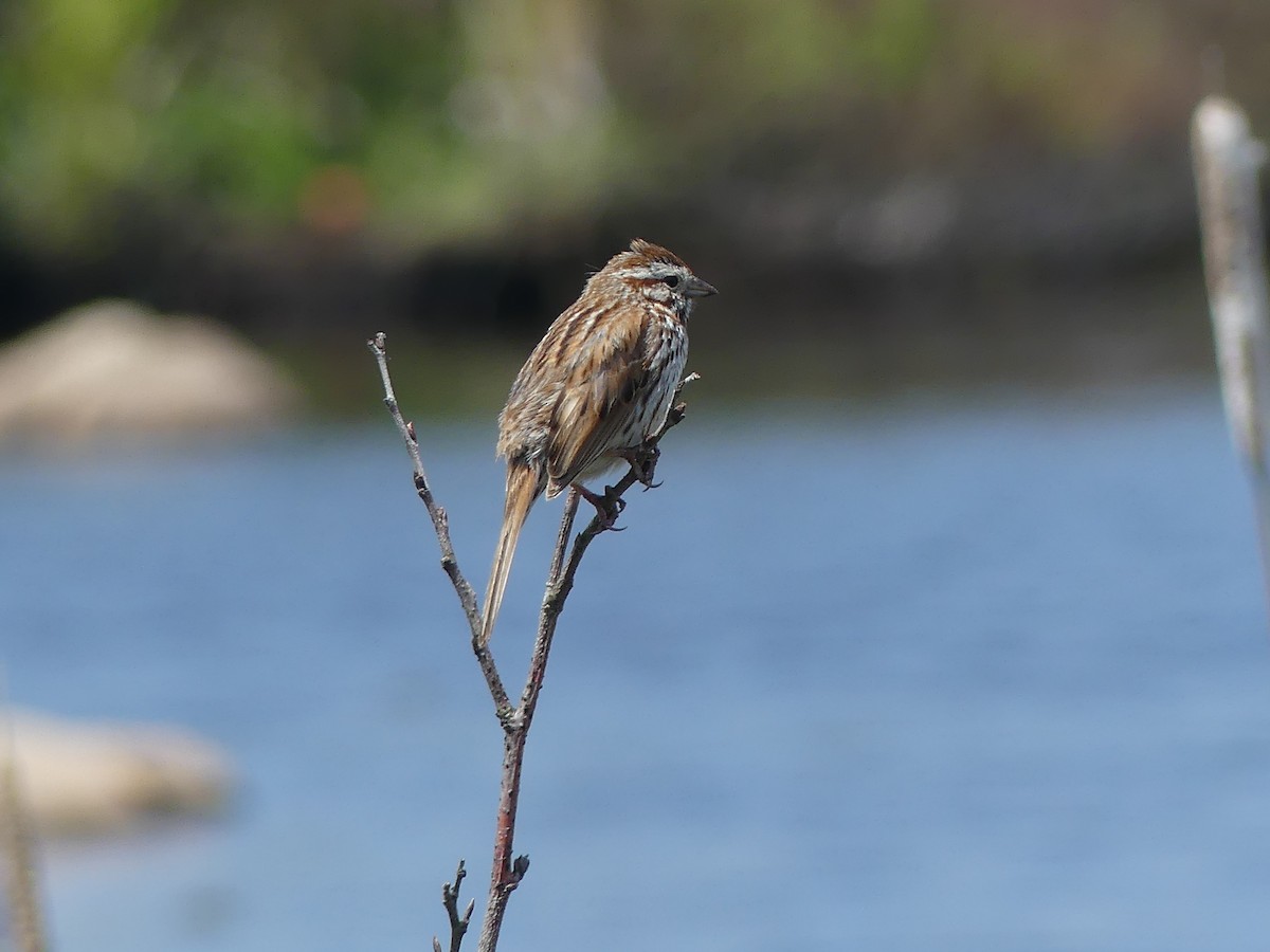 Song Sparrow - ML620677826