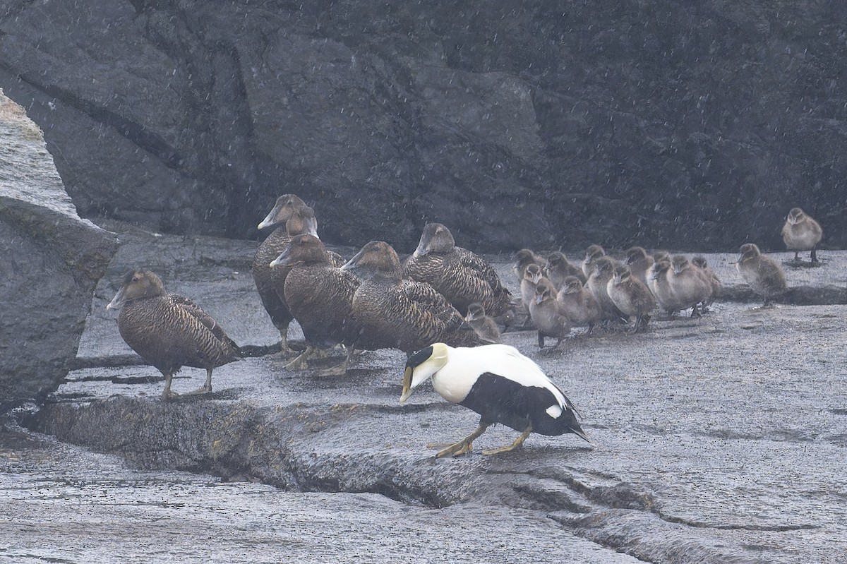 Common Eider - ML620677828