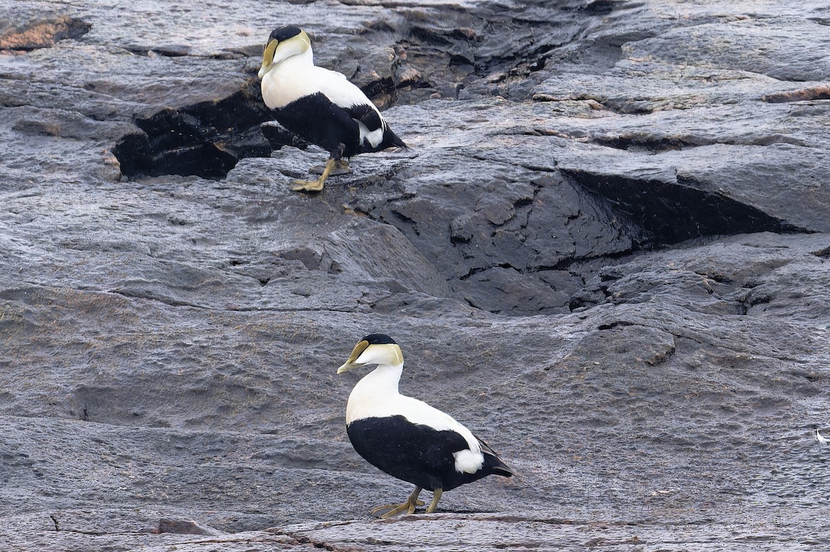 Common Eider - Jan  Kool