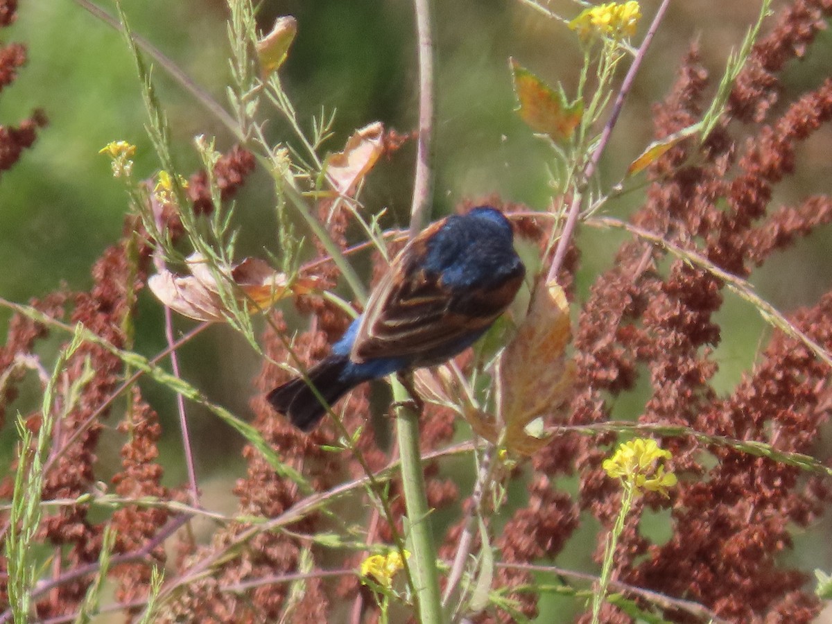 Blue Grosbeak - ML620677831