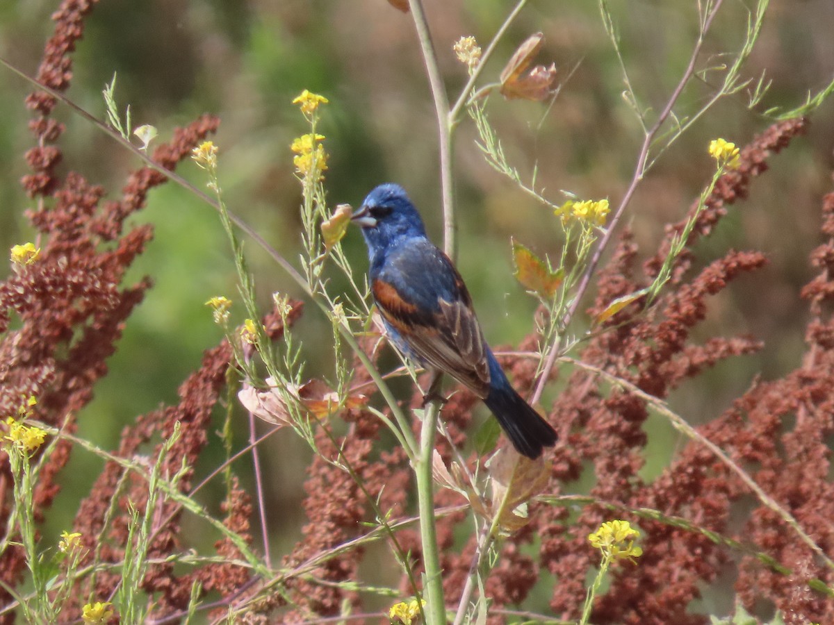 Blue Grosbeak - ML620677832