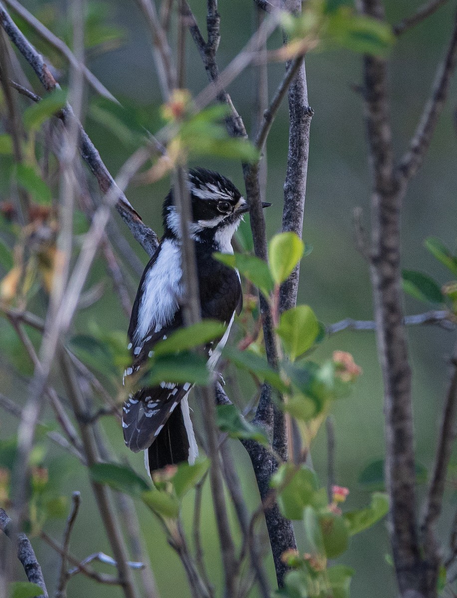 Downy Woodpecker - ML620677834