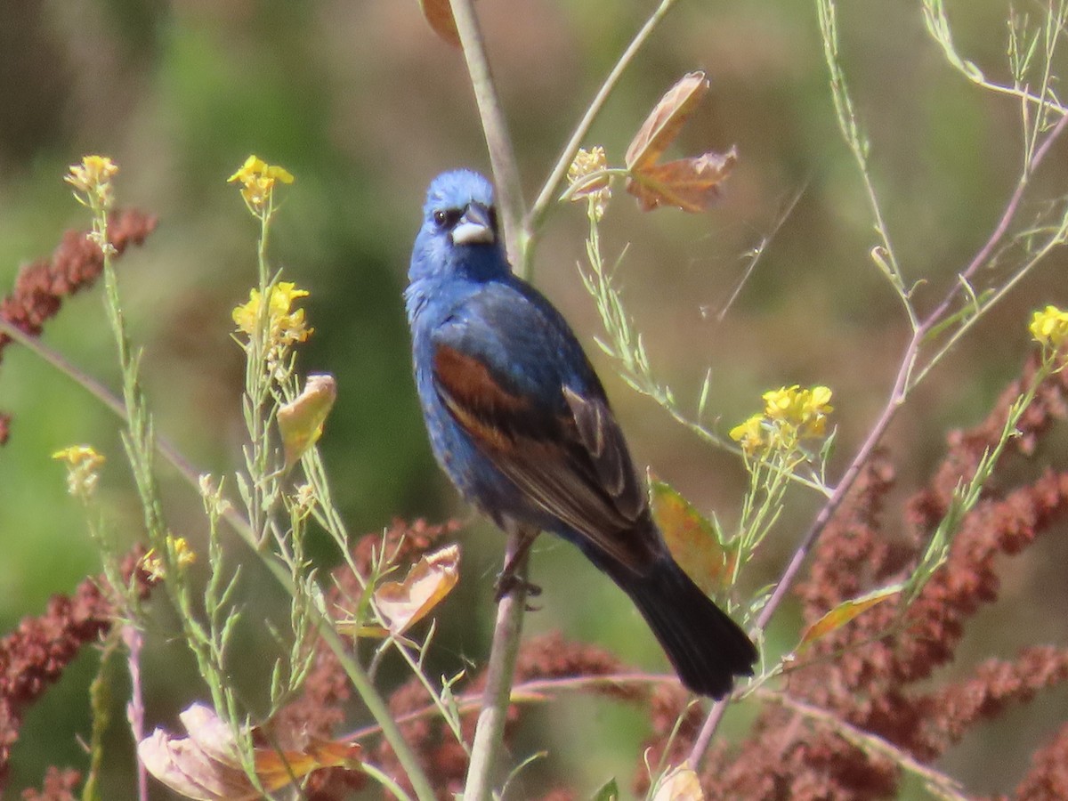 Blue Grosbeak - ML620677839