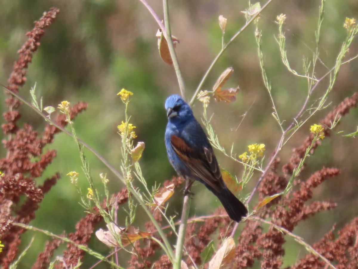 Blue Grosbeak - ML620677840