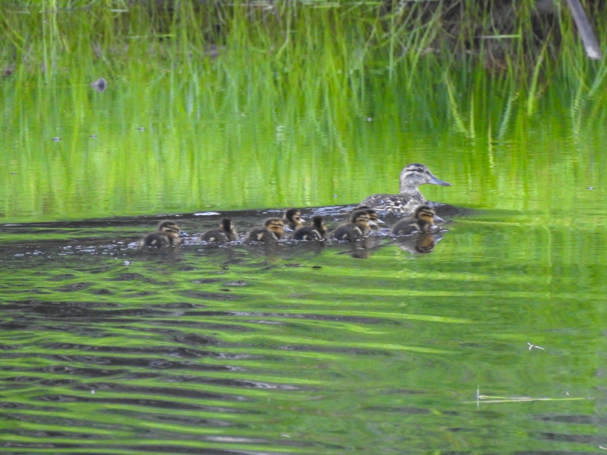 Green-winged Teal - Roxane Filion