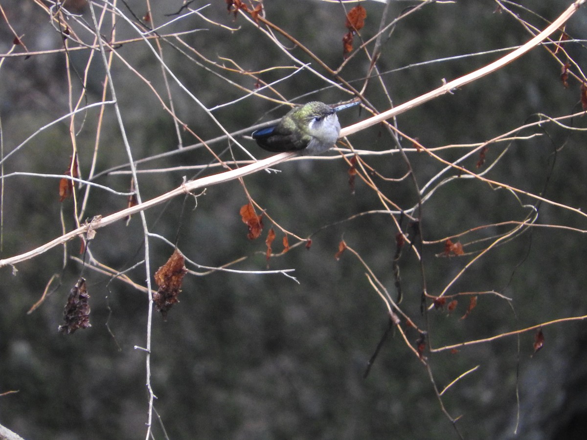 Broad-billed Hummingbird - ML620677844