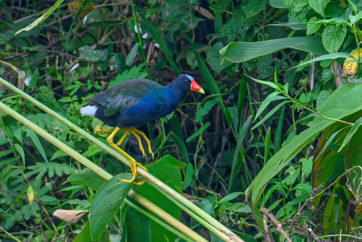 Purple Gallinule - ML620677847