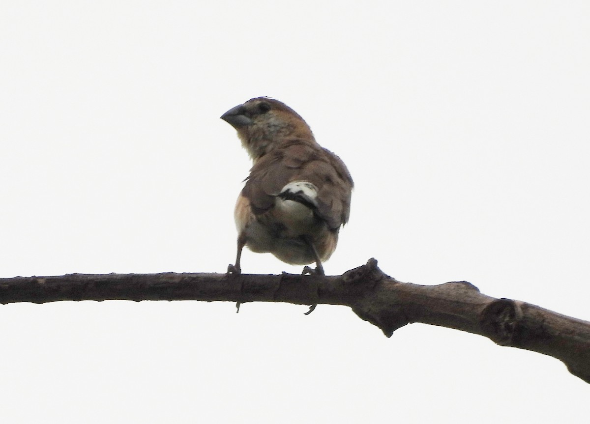 Indian Silverbill - ML620677849