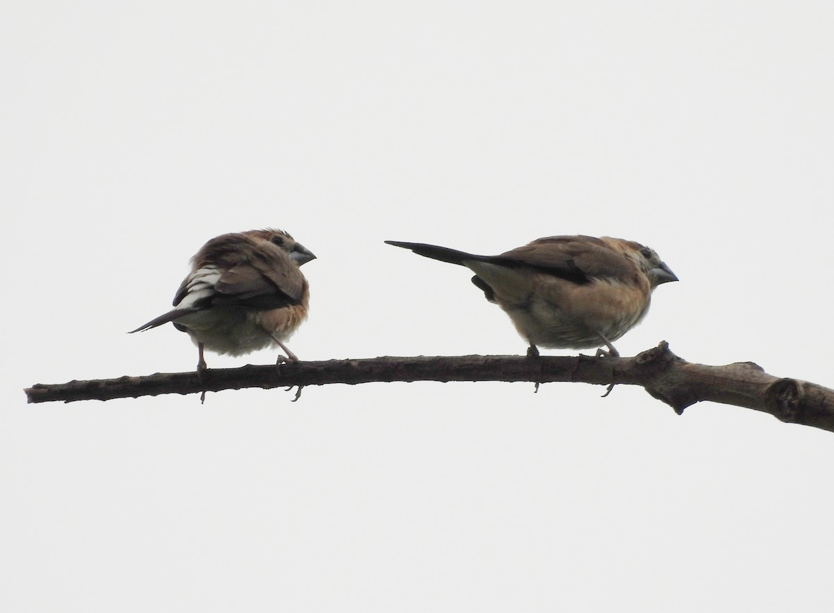 Indian Silverbill - ML620677850