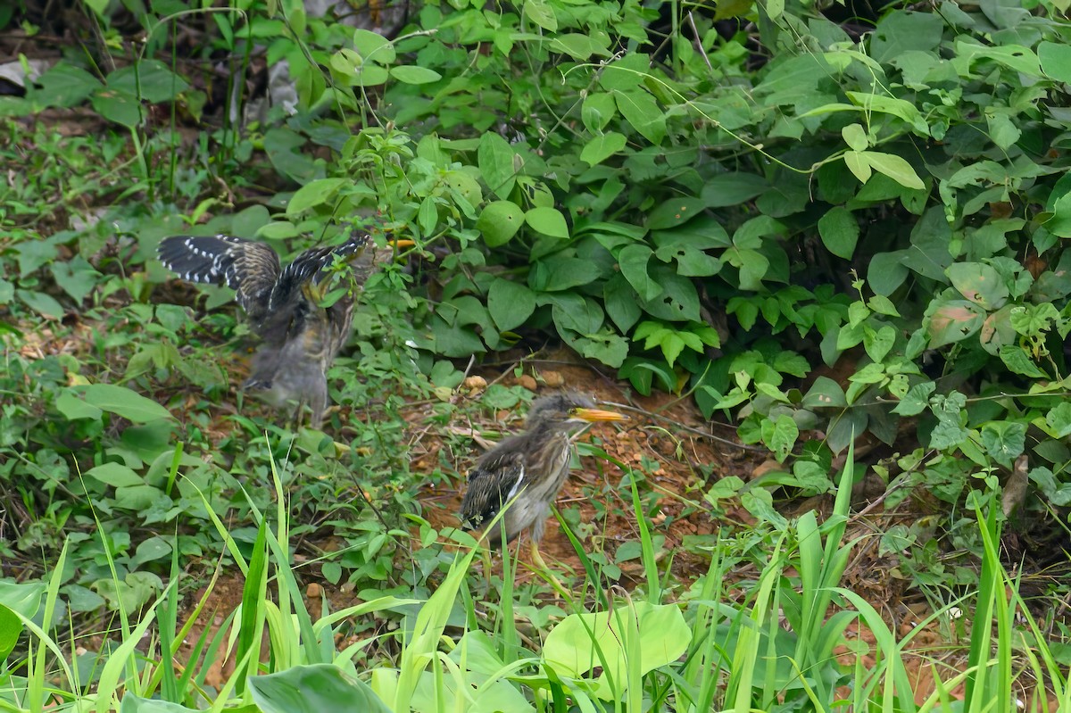 Striated Heron - ML620677855