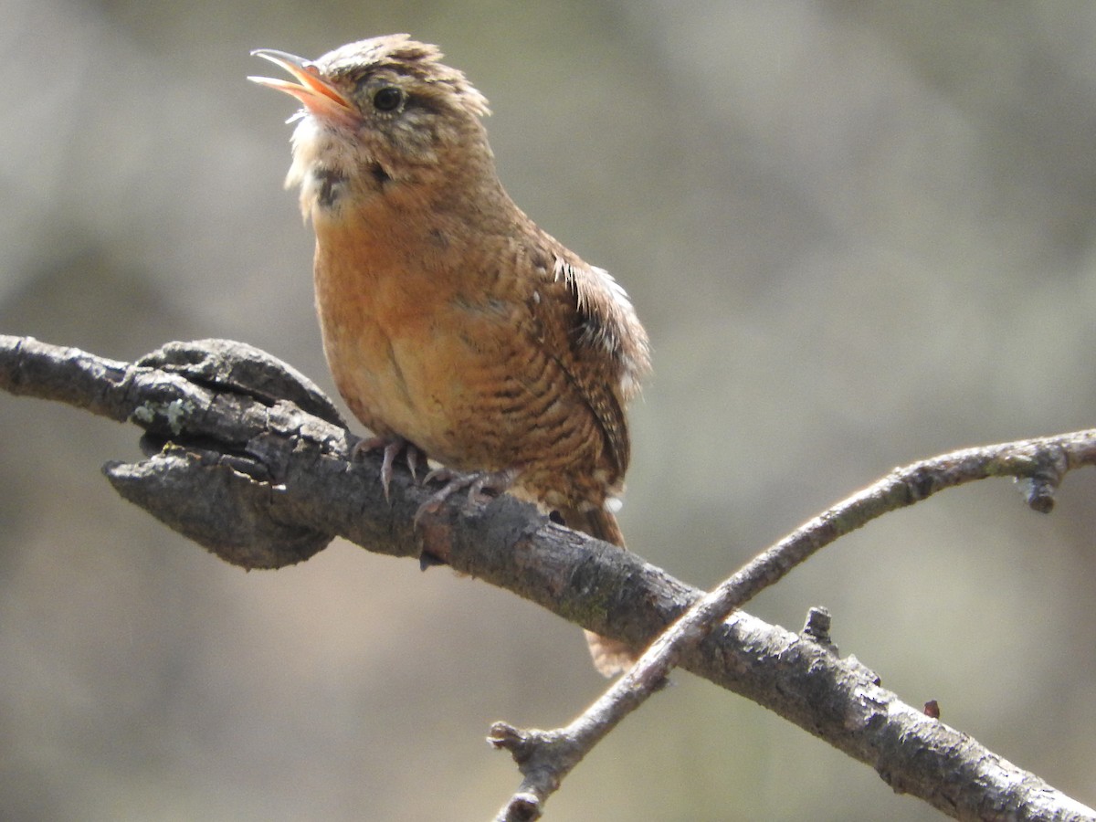 House Wren - ML620677863