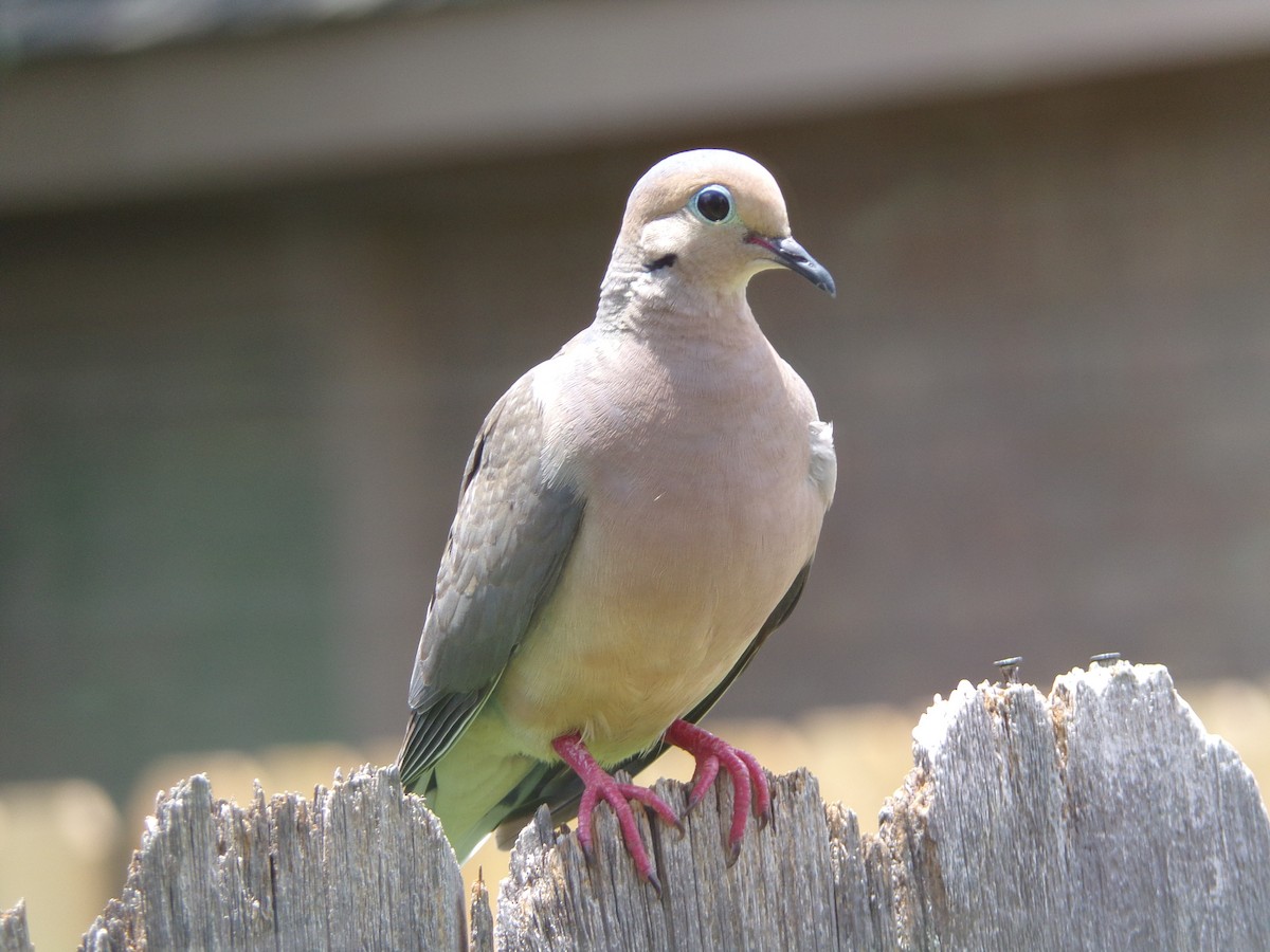 Mourning Dove - Texas Bird Family